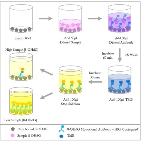 8 ohdg elisa